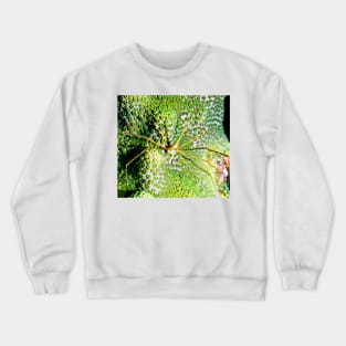 Arrow Crab on Green Star Coral Crewneck Sweatshirt